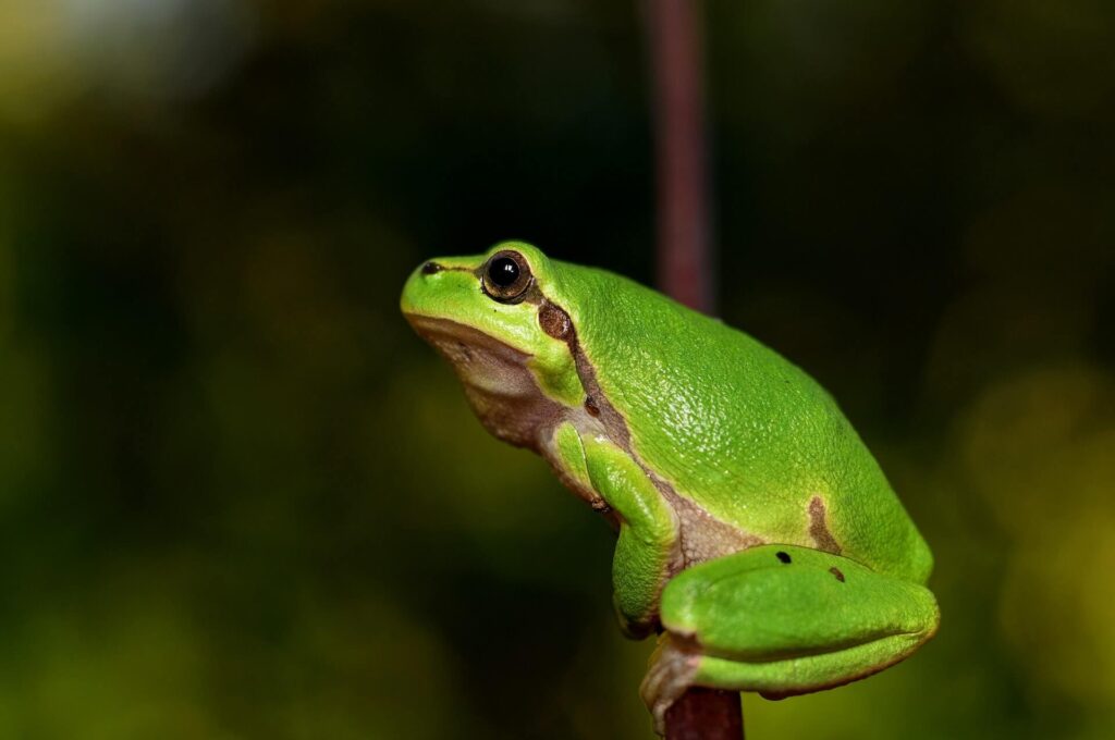 Iss den Frosch – Zeitmanagement für Prokrastinierer